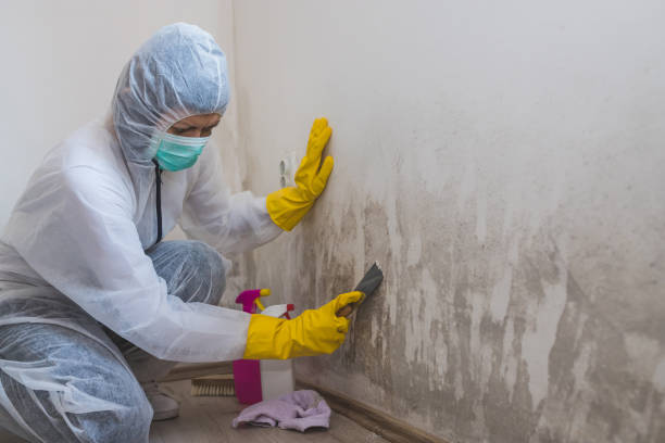 Mold Removal Process in Redwood, OR