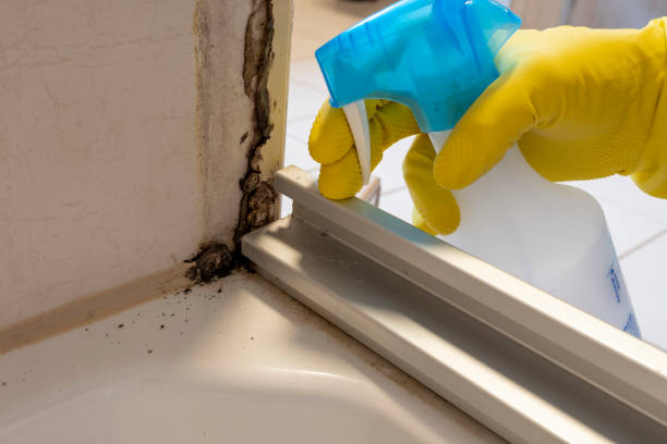 Office Mold Removal Services in Redwood, OR